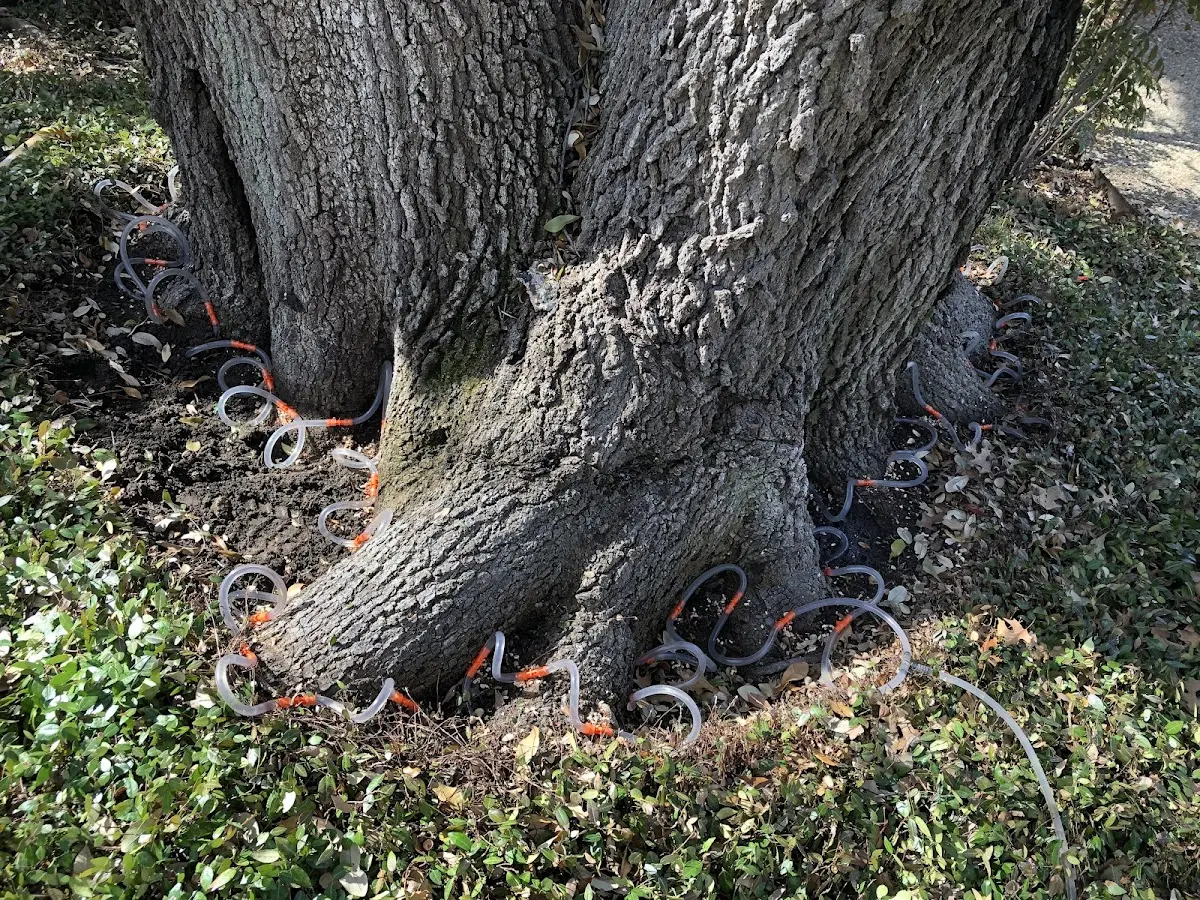 Detailed Tree Cabling and Bracing job site in Coeymans